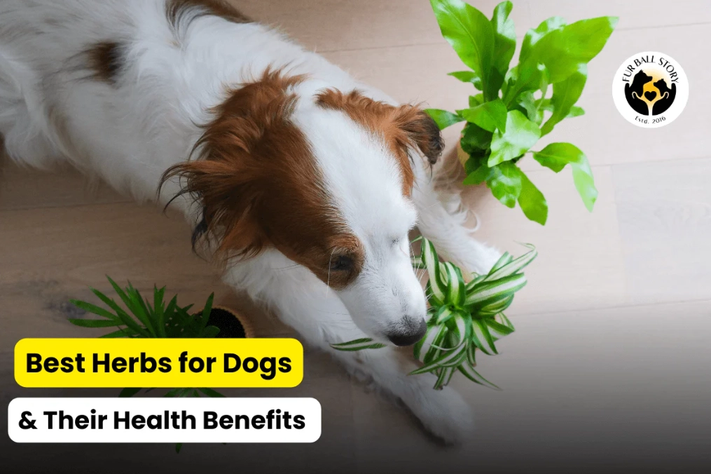 plants poisonous to dogs