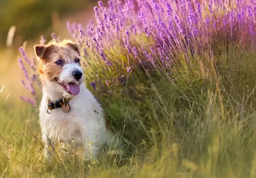 herbs for dogs