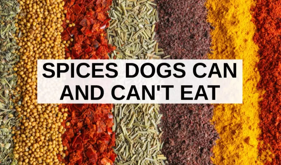 healthy dog food additives