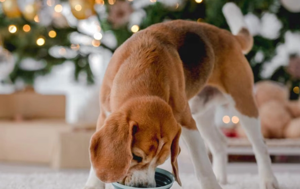 dog resource guarding