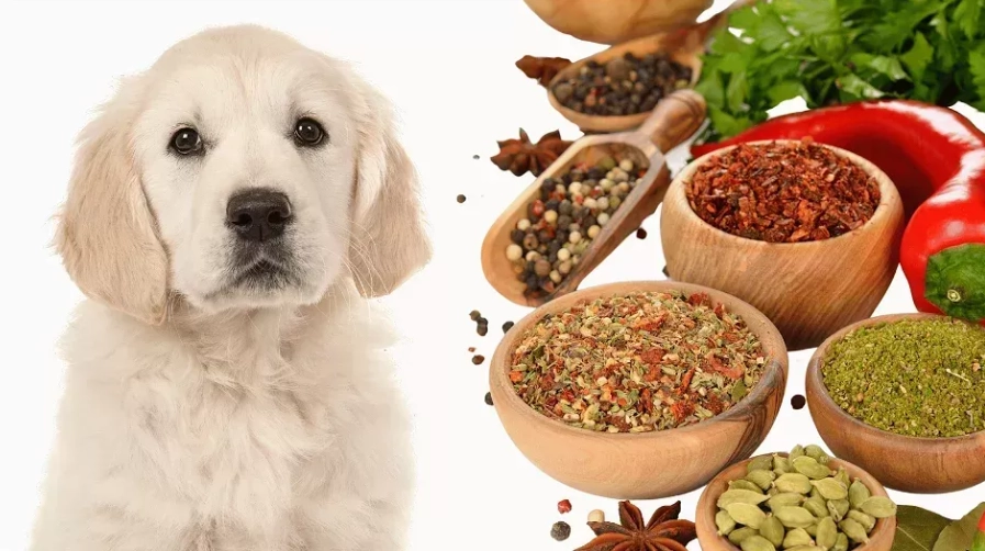 herbs for dogs