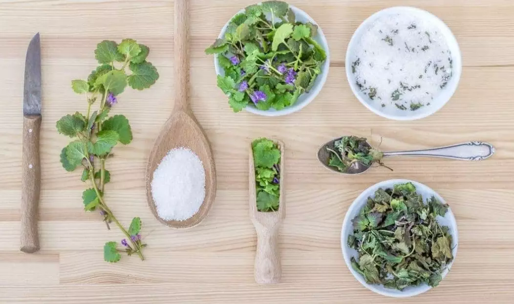 best herbs for dogs itchy skin