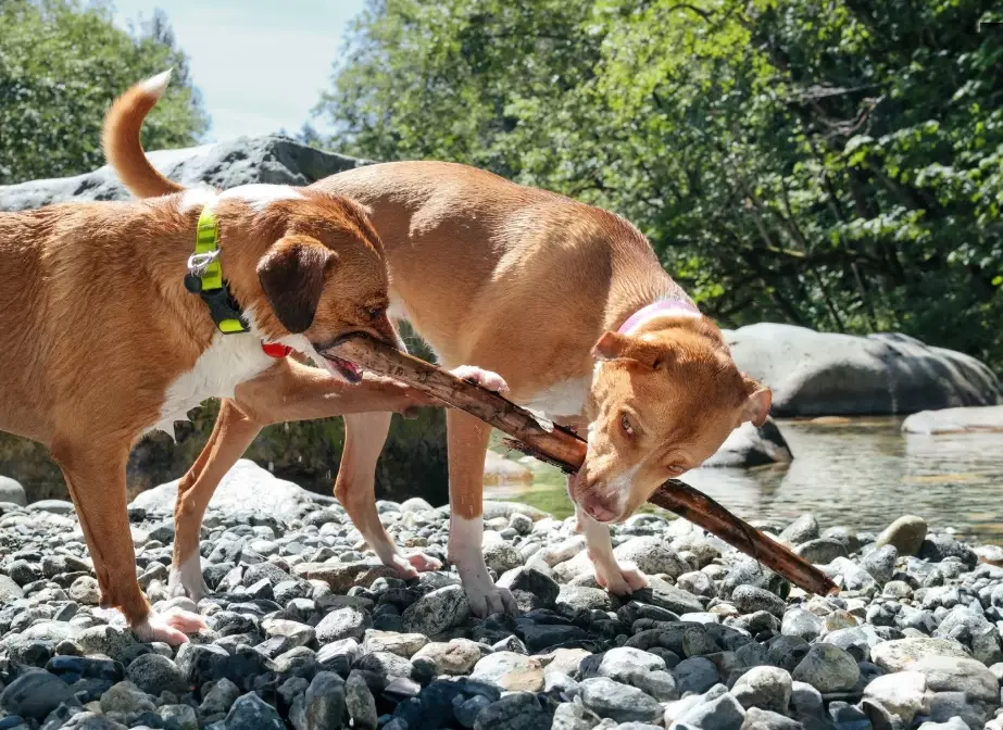 dog aggression treatment