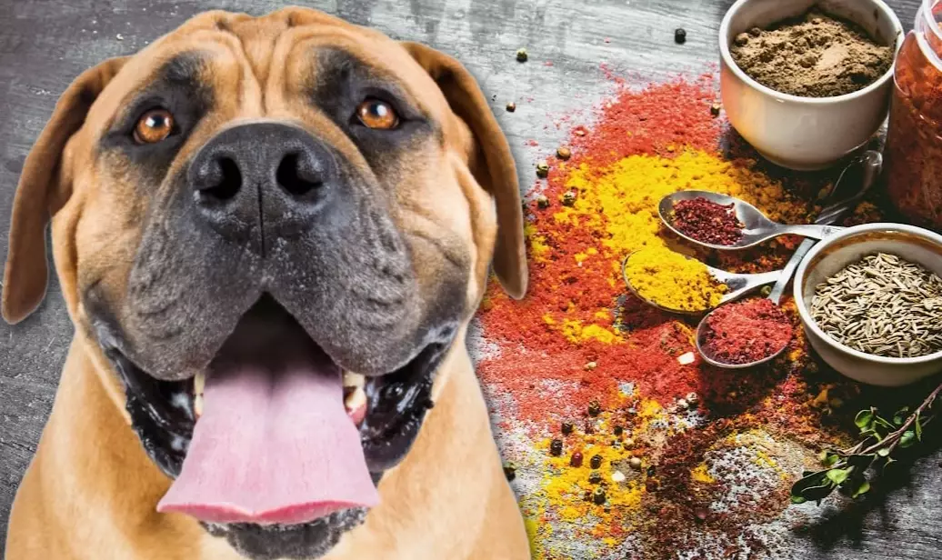 dog safe seasonings