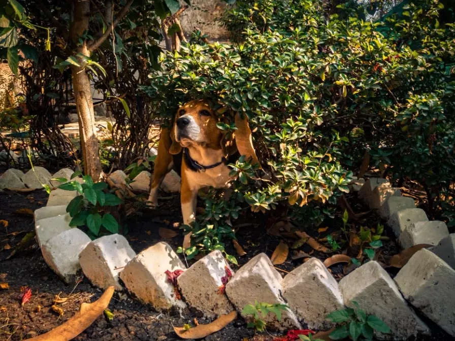 herbs toxic to dogs herbs toxic to dogs