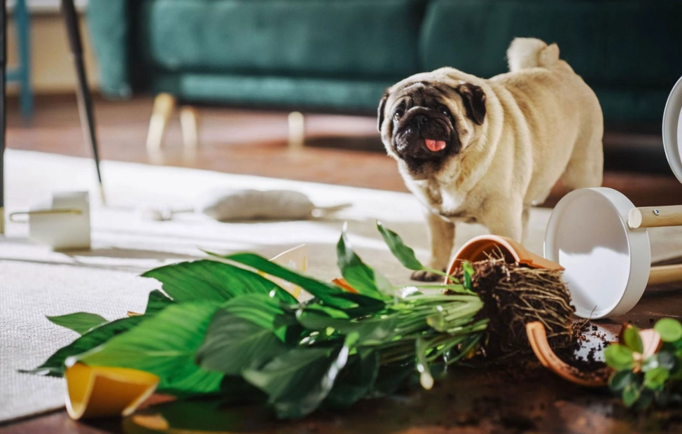 dog safe herbs dog safe herbs