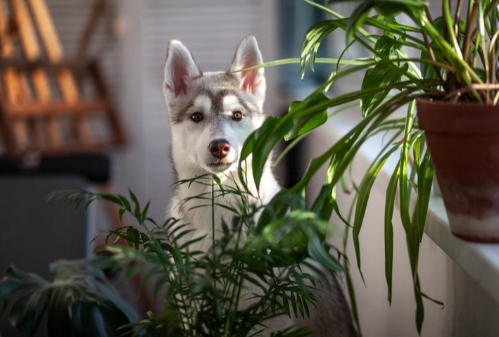 plants poisonous to dogs plants poisonous to dogs