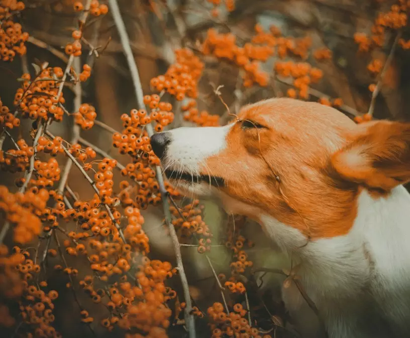 dog skin care natural remedies