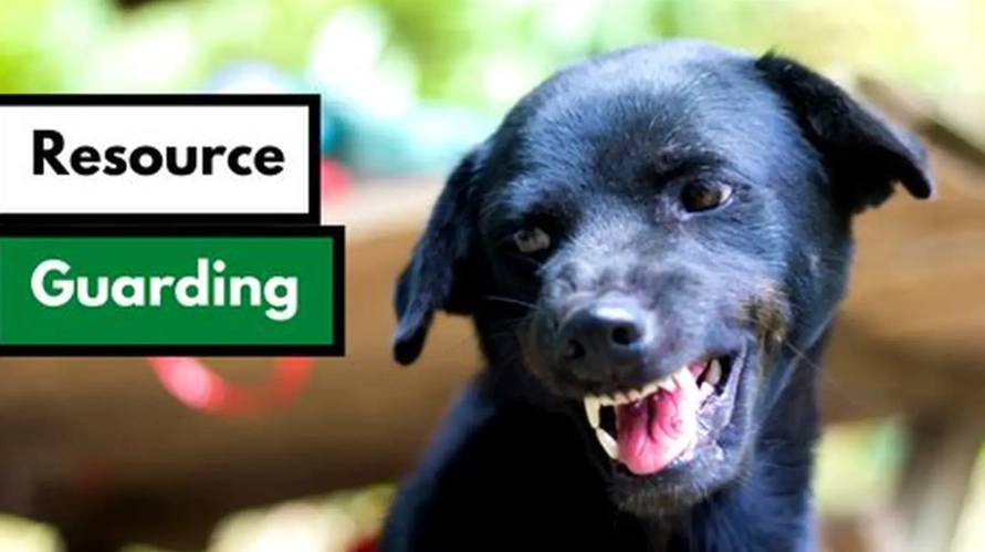 how to stop resource guarding in dogs