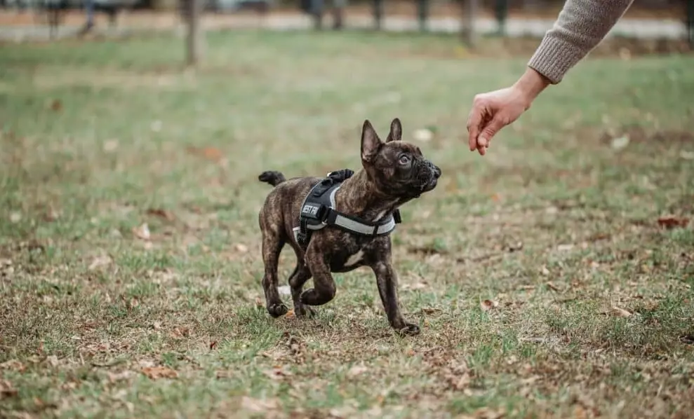 How to train your dog out of resource guarding?