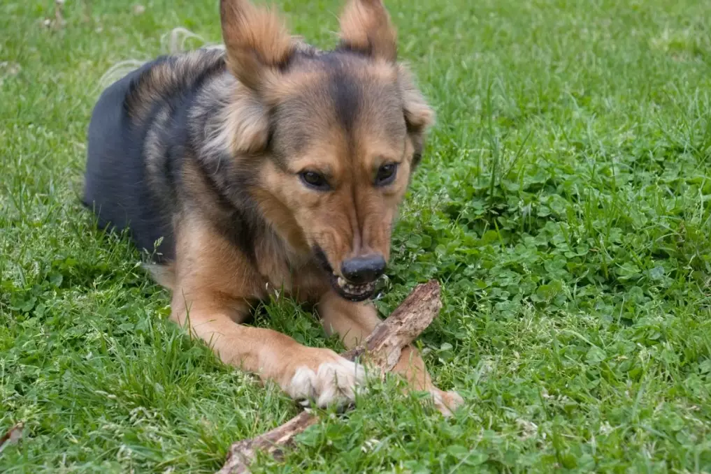 resource guarding dog trainer
