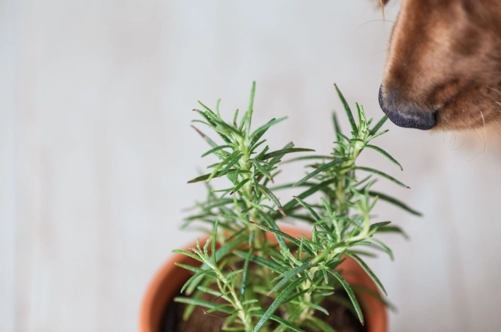plants poisonous to dogs plants poisonous to dogs