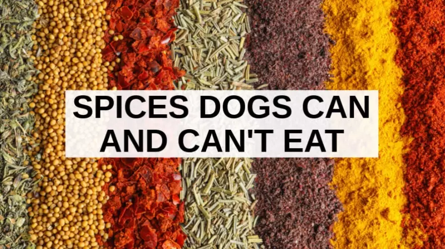 spices for dogs