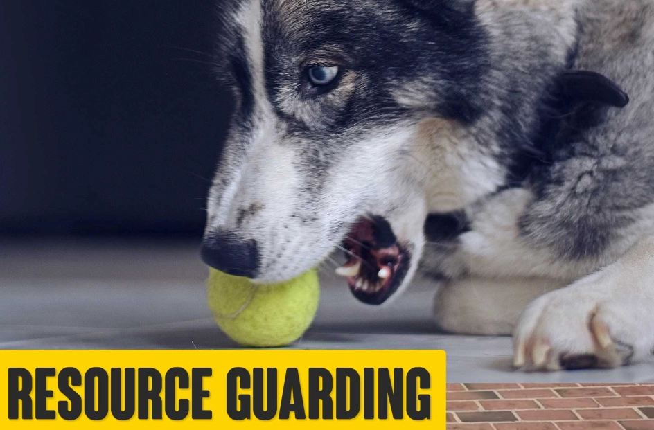 dog aggression treatment