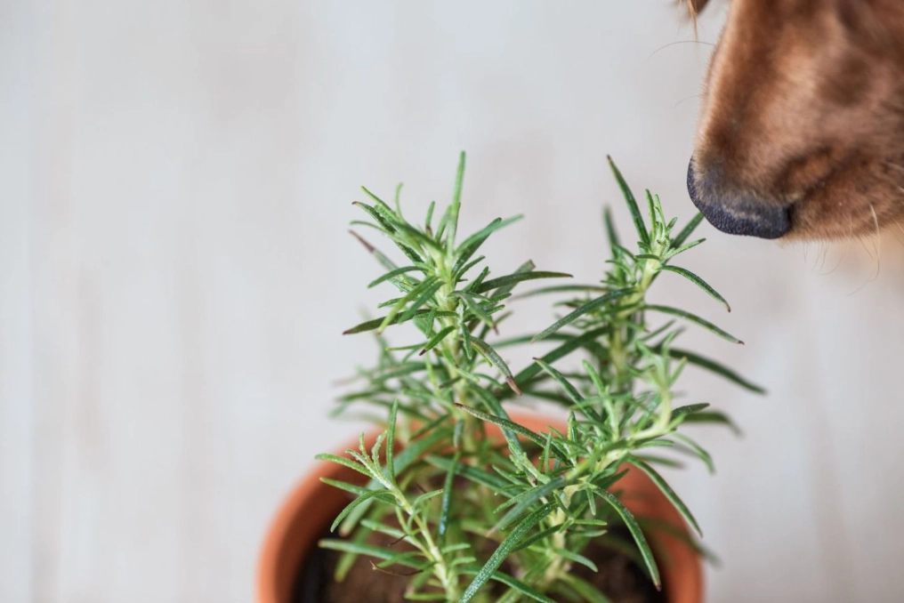 best herbs for dogs itchy skin