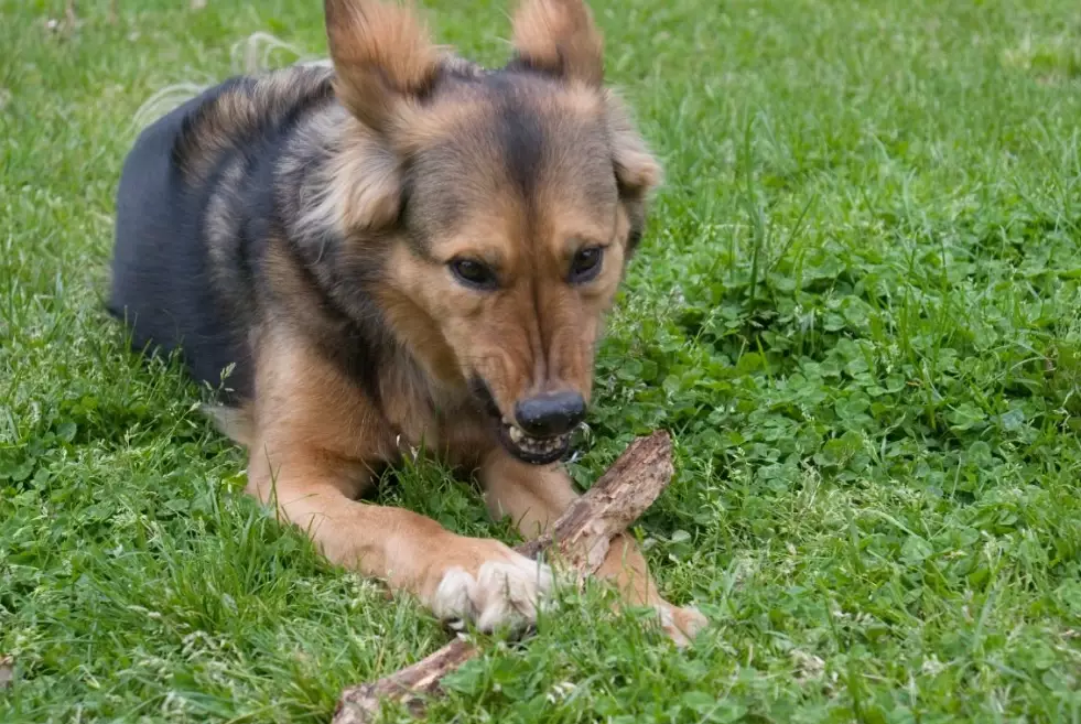 resource guarding dogs