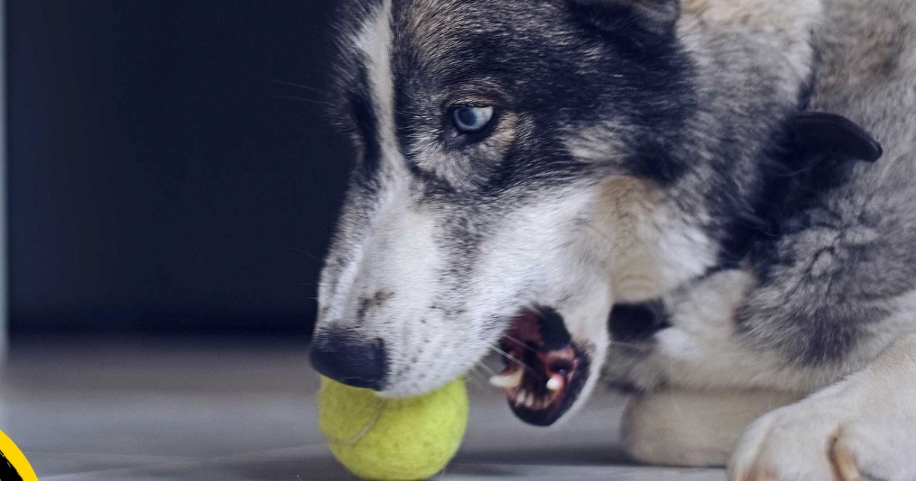 dog aggression training