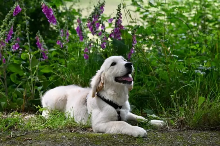 dog safe herbs dog safe herbs