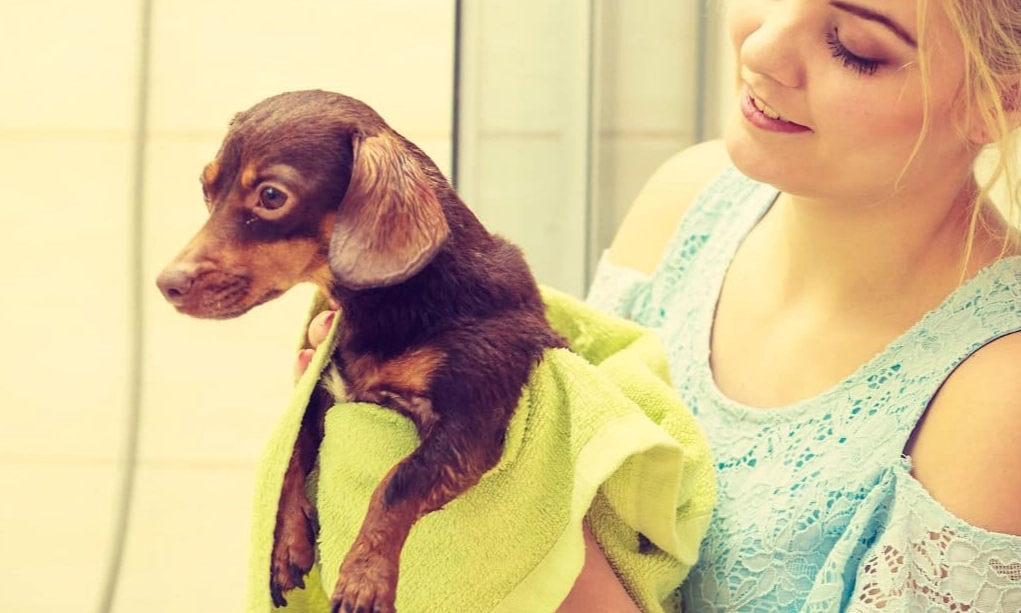 coconut oil for dog paws