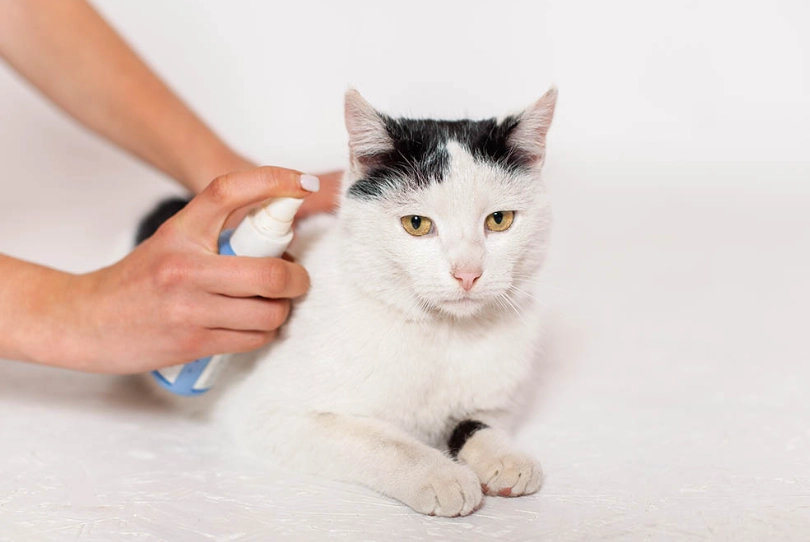 antiseptic for cat scratches antiseptic for cat scratches
