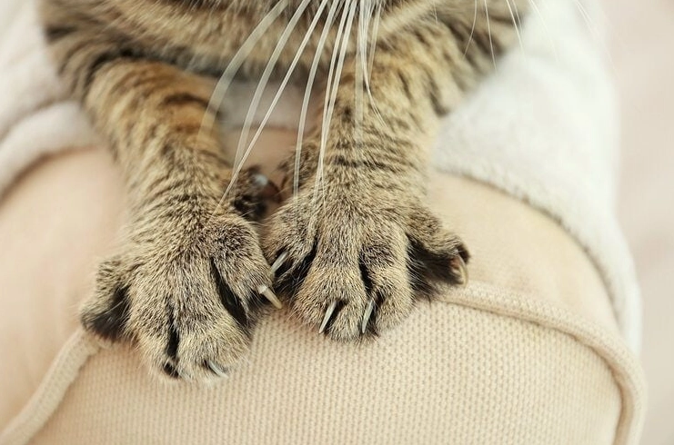 is cat scratch dangerous is cat scratch dangerous