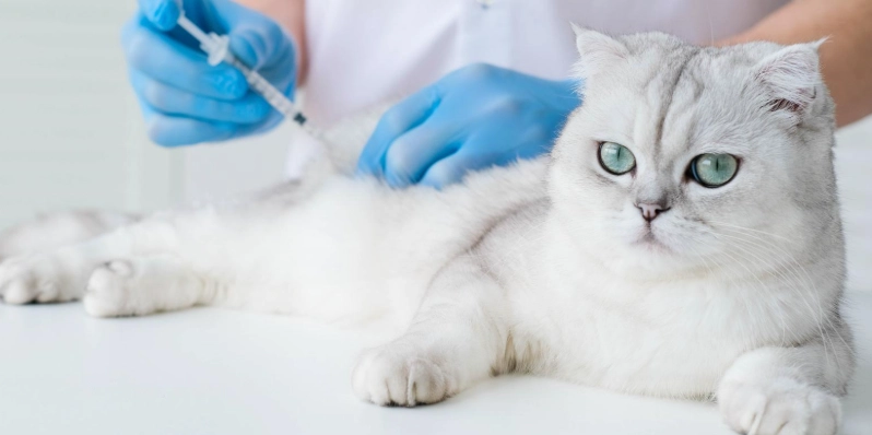 cat scratch infection