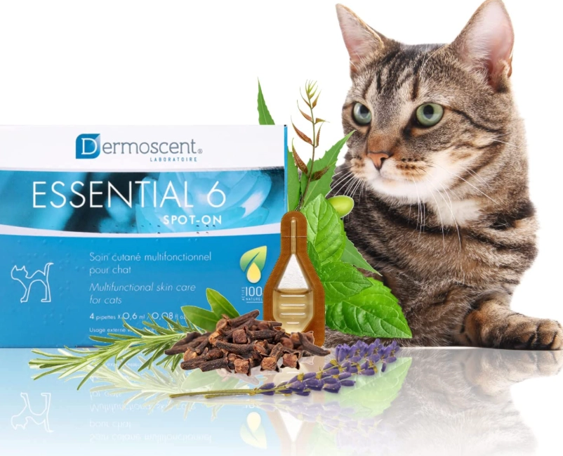 cat scratch infection cat scratch infection