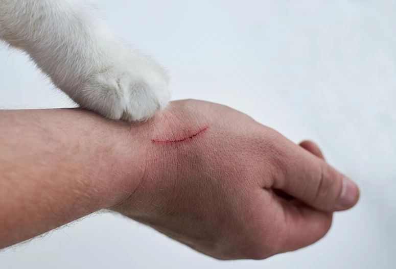 disinfect cat scratch