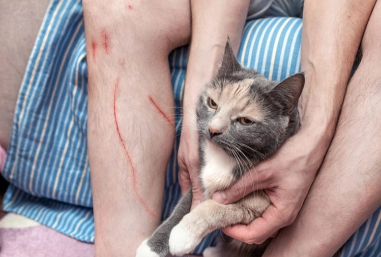 cat scratch treatment