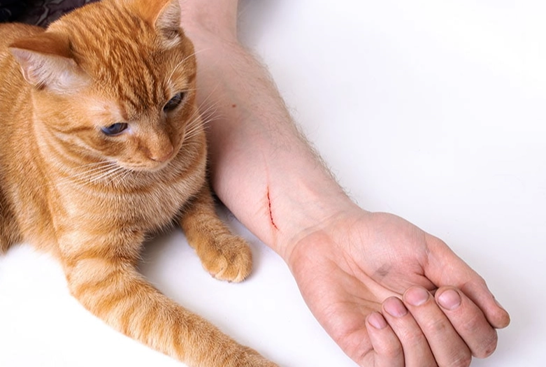 is alcohol safe for cat scratches
