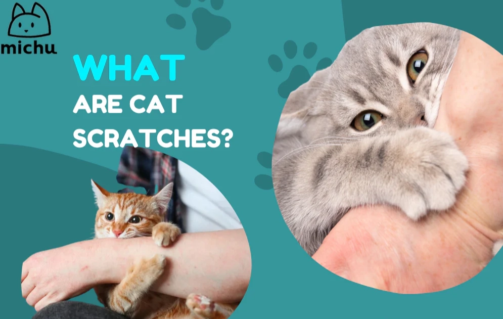 stop cat scratching stop cat scratching