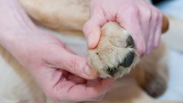 dry dog paws