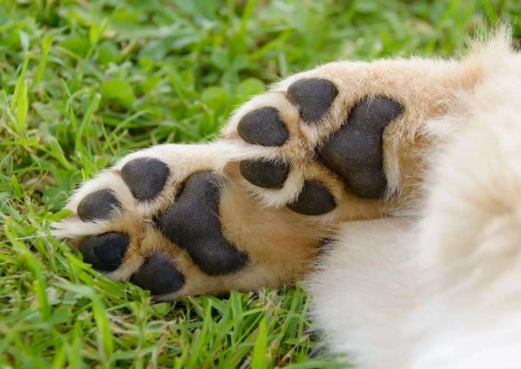 olive oil for dog paws