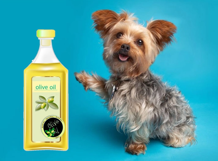 Can I put olive oil on my dog's paw pads?