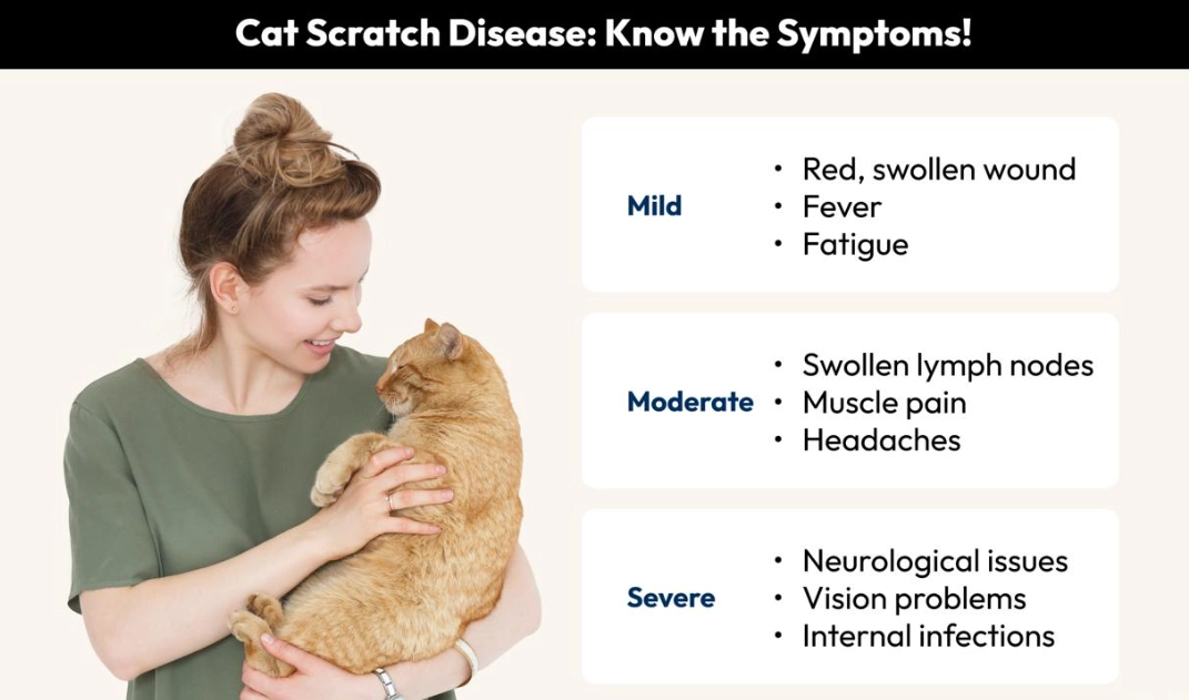 Can a cat scratch kill you