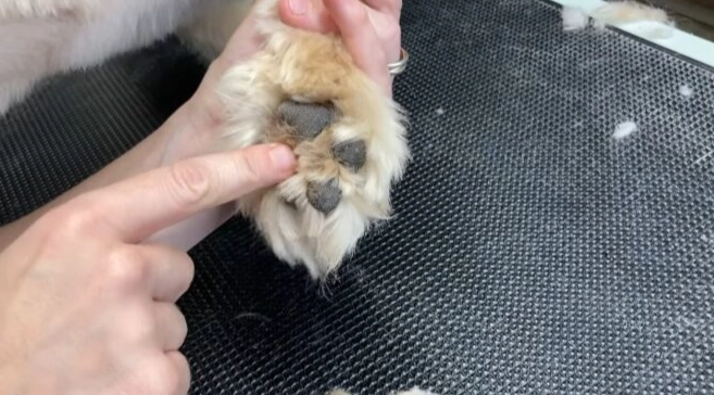 how often moisturize dog paws