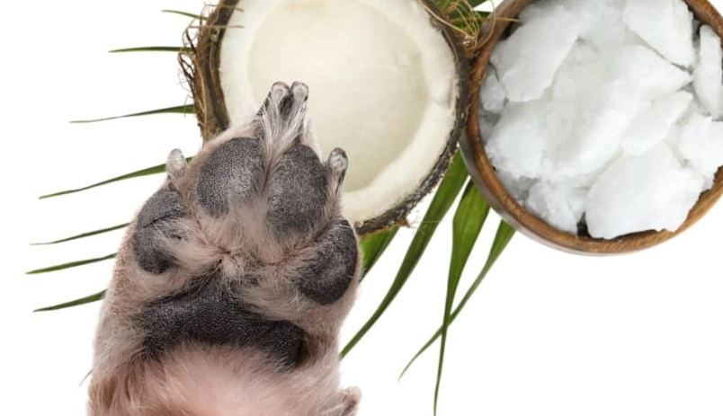 coconut oil for dog paws