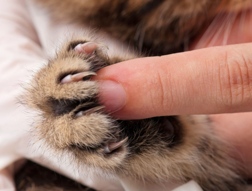 Is cat nail scratch dangerous
