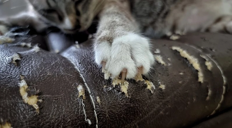 disinfect cat scratch