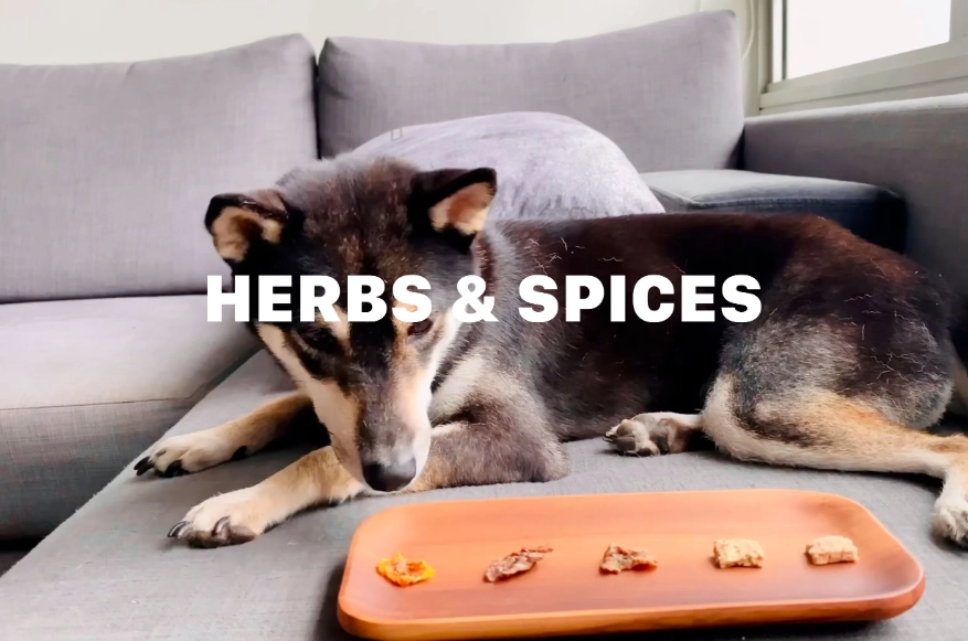 dog-friendly spices