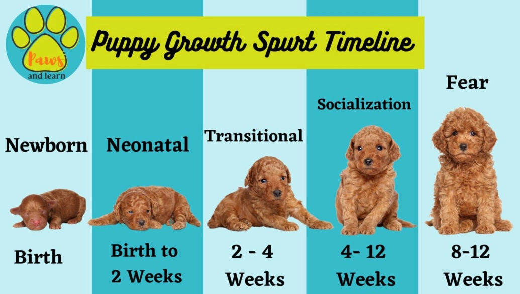 Is it better to get a puppy at 8 weeks or 12 weeks?