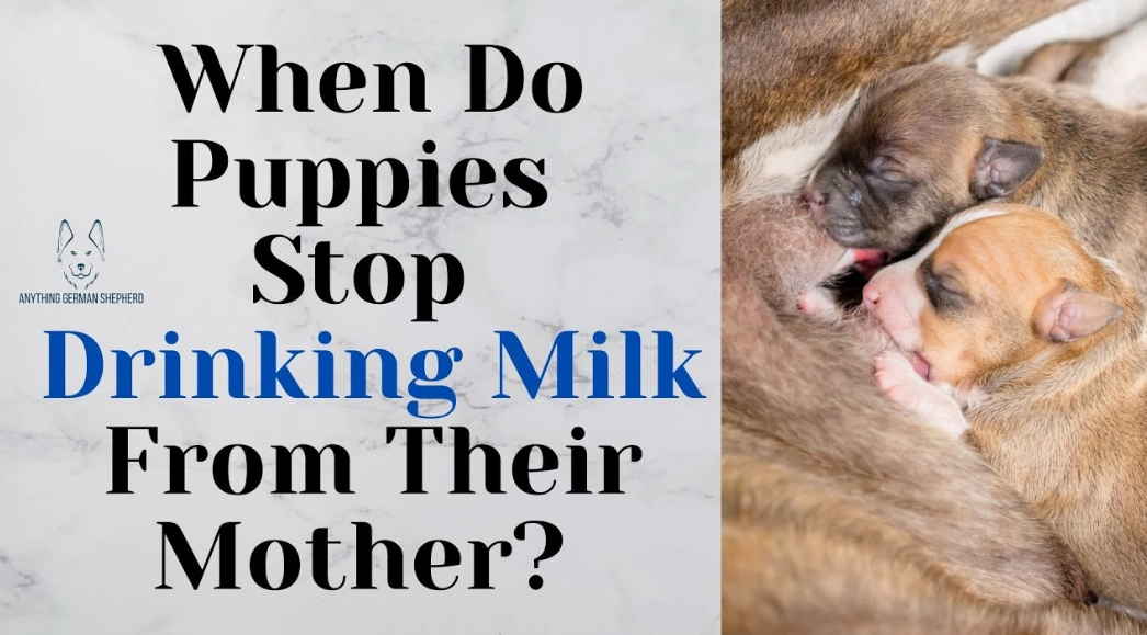 puppy feeding schedule