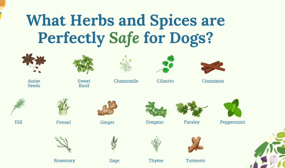 What spices are good for dogs?