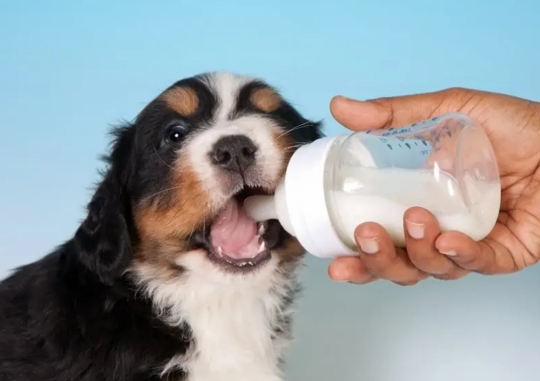puppy nursing at night