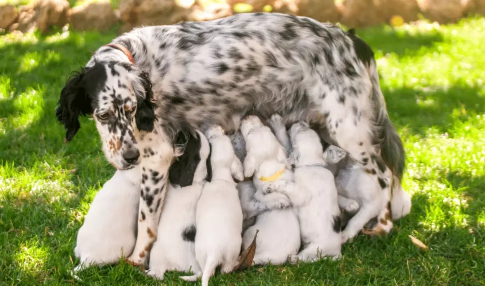 puppy leaving at 4 weeks