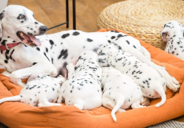 socialization window