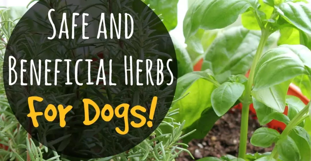 herbs for itchy dog skin