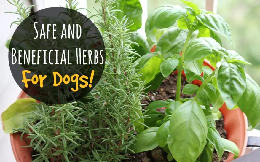 dog skin infection herbs