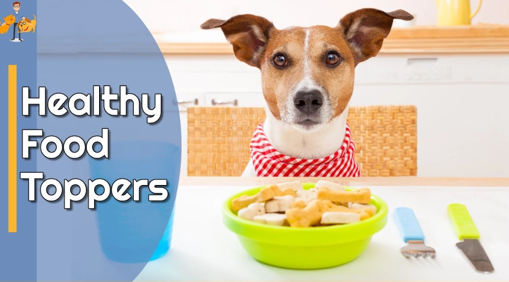 picky eater dog