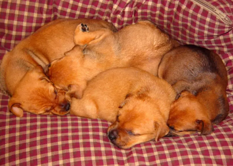 early weaning in puppies